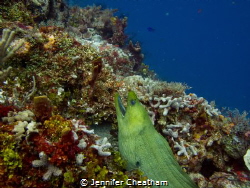 Beautiful eel in Cozumel, Mexico. by Jennifer Cheatham 